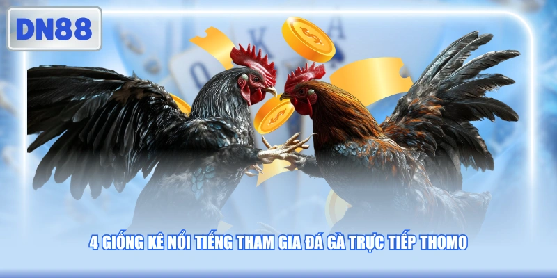 4 giống kê nổi tiếng tham gia đá gà trực tiếp Thomo