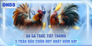Đá Gà Trực Tiếp Thomo - 3 Trận Đấu Cuốn Hút Nhất Hôm Nay